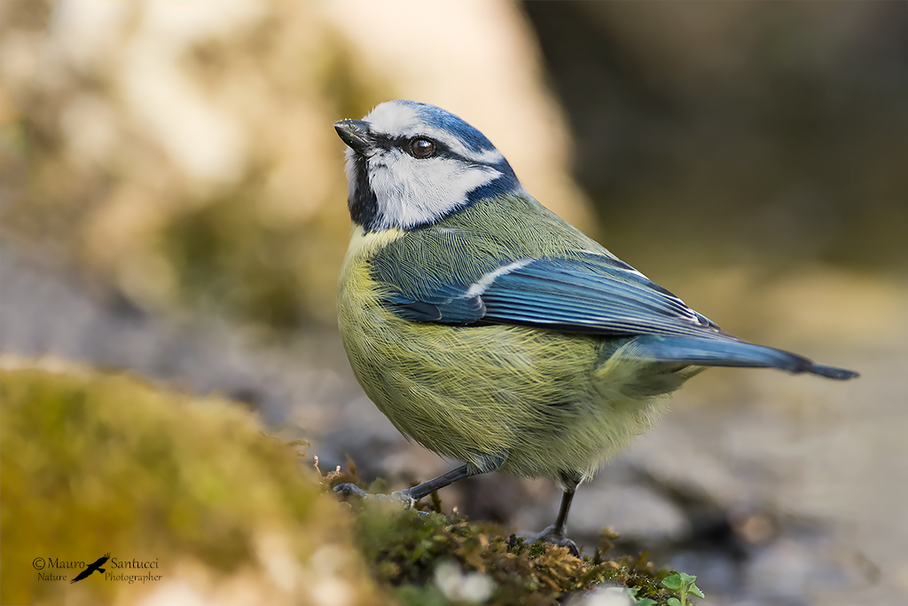 Cinciarella_Parus caeruleus