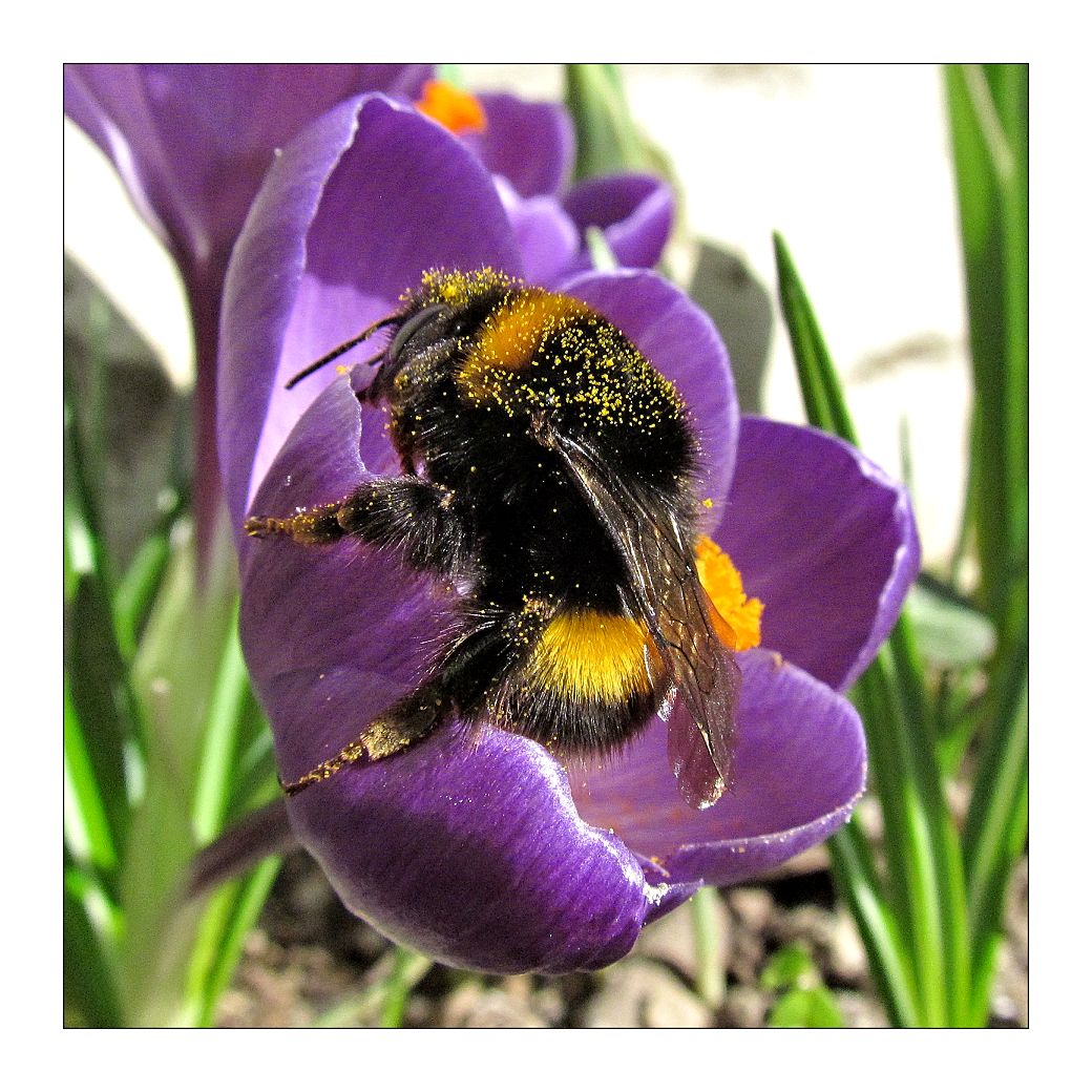 -abbuffata di polline-