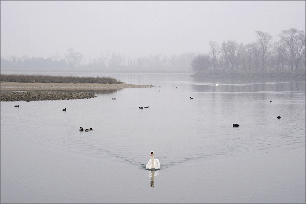 Foce dell'Isonzo img.012