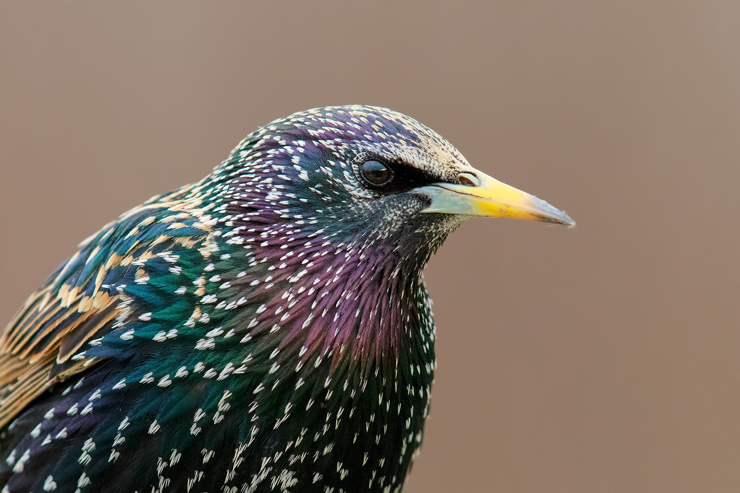 Storno Close-UP.....(Stress Test)