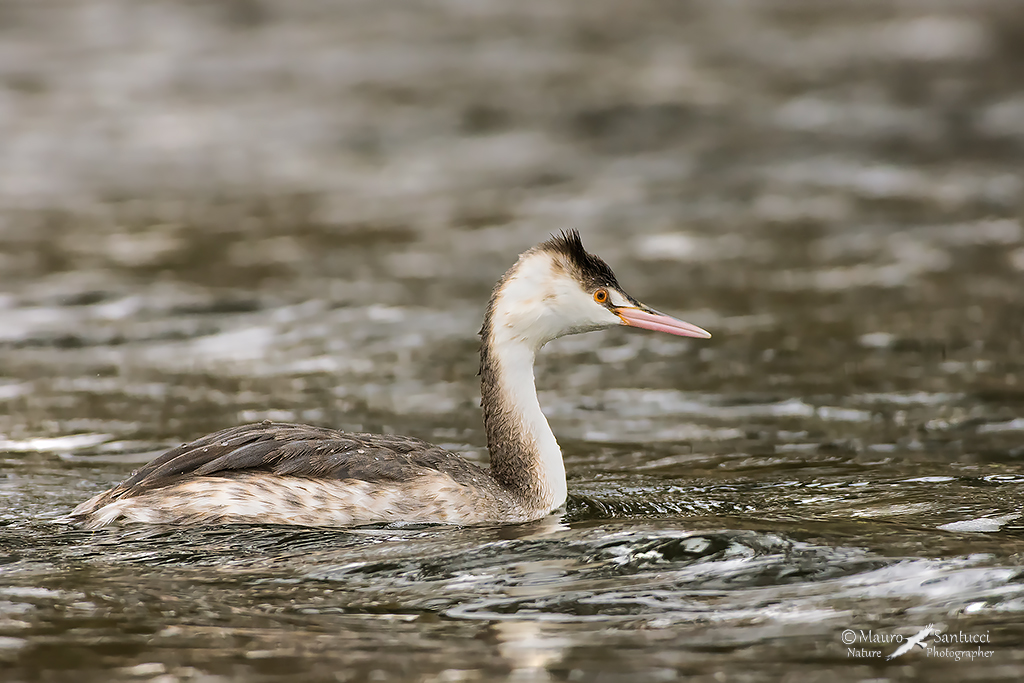 Svasso maggiore giovane