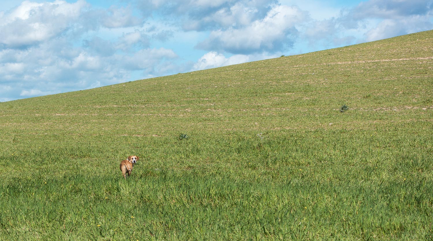 cane della prateria...;-)