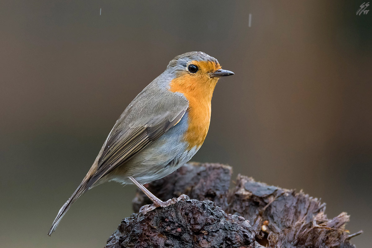 ..sotto la pioggia..