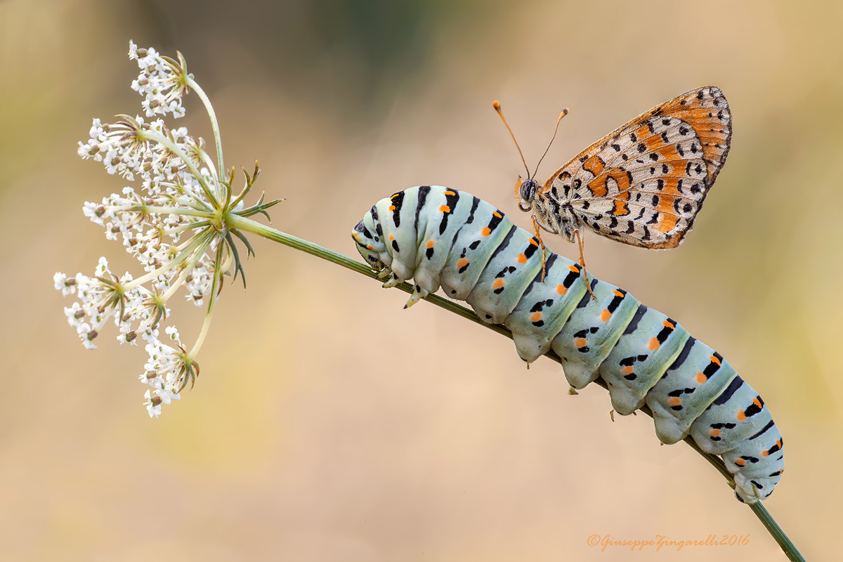 Portami via, portami lontano...