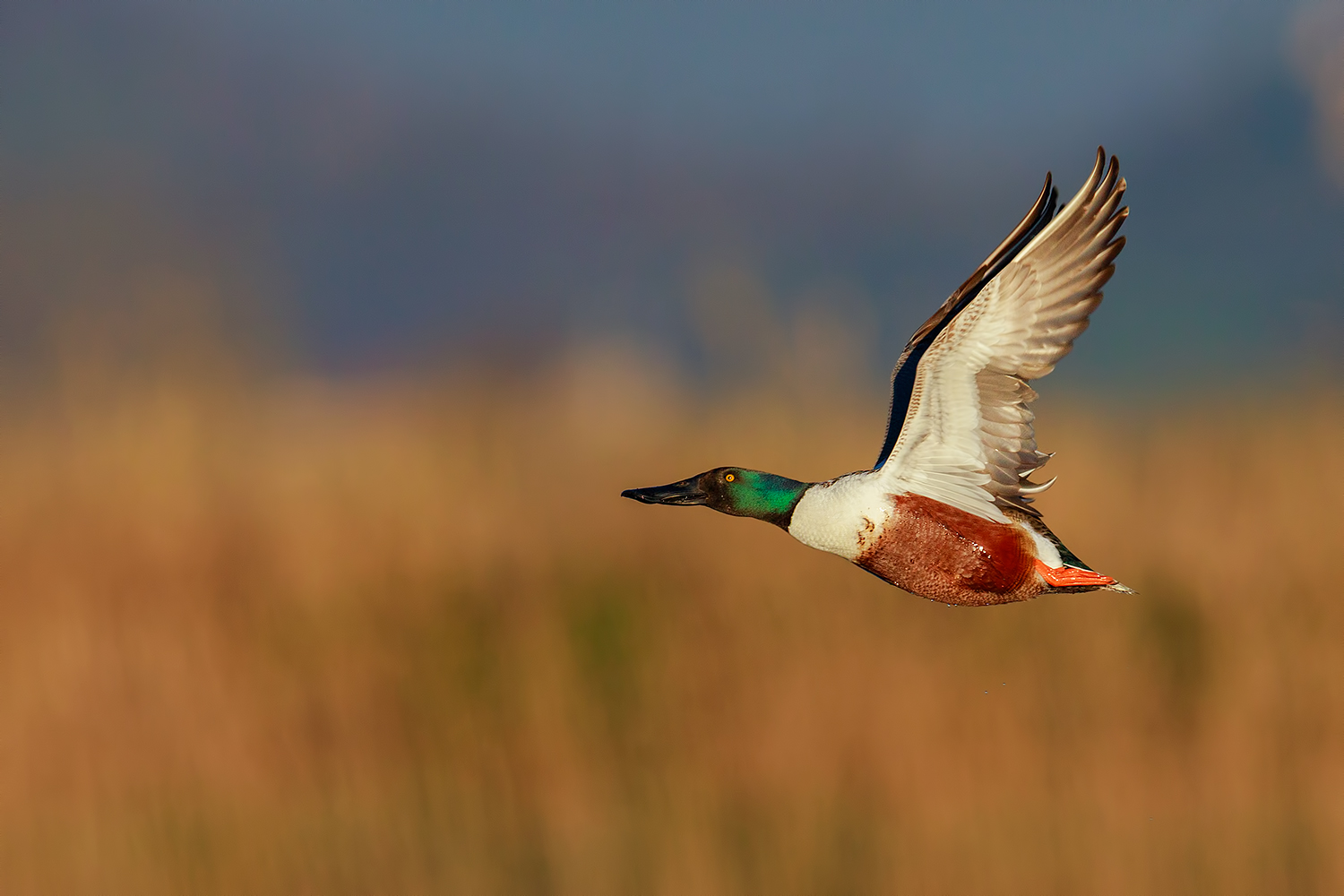 Sulla cresta del canneto