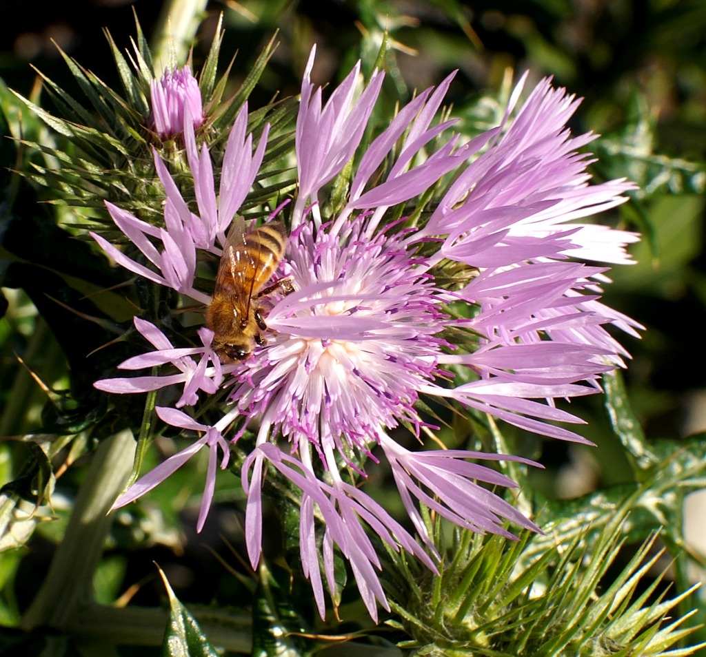 Mellifera su Mariano