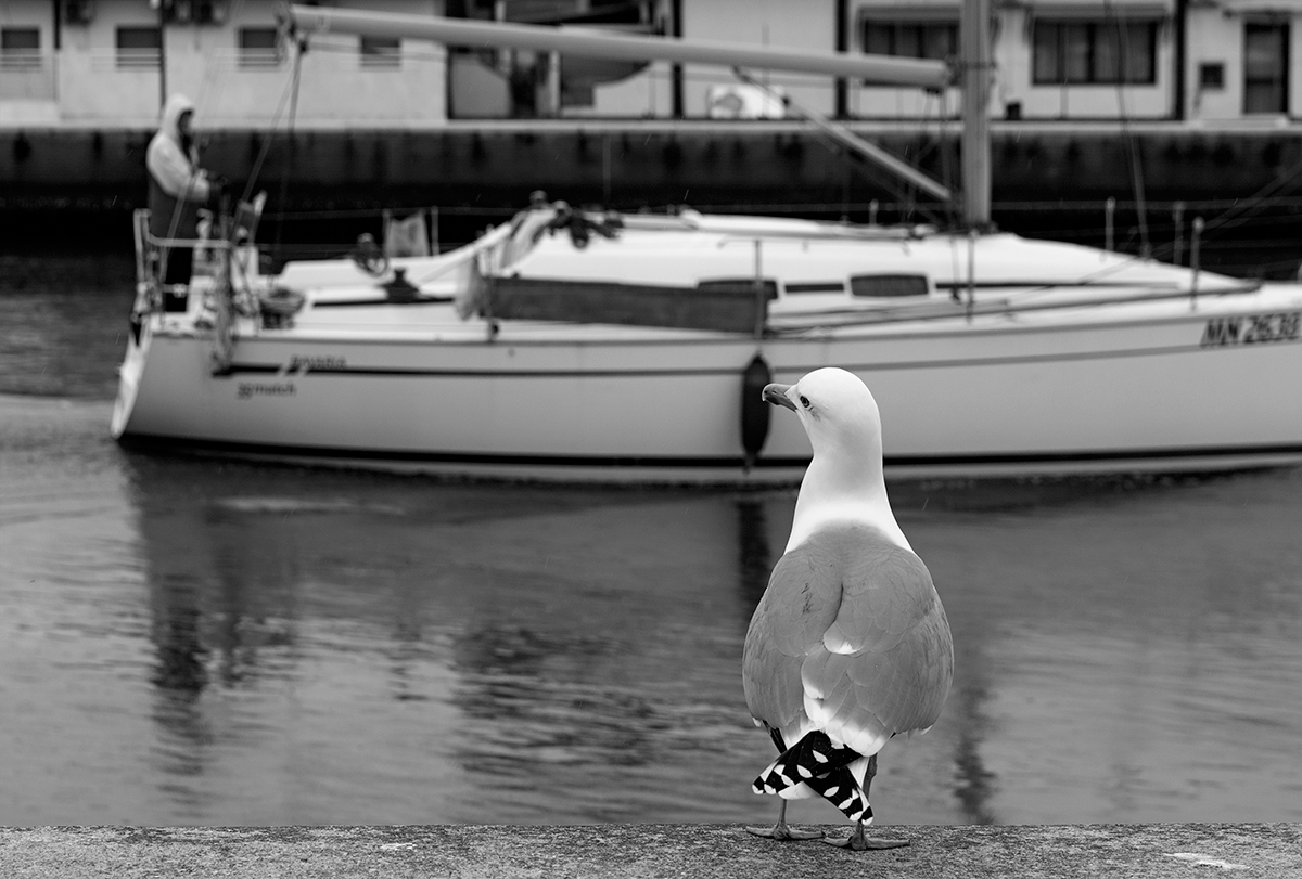 Porto Garibaldi (Fe)