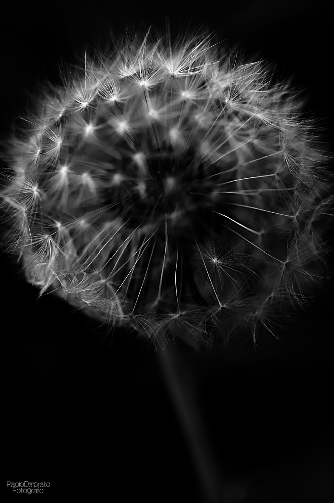 Non faccio foto di fiori