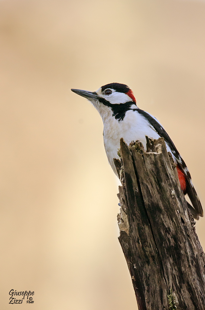Prima di spiccare il volo!!!