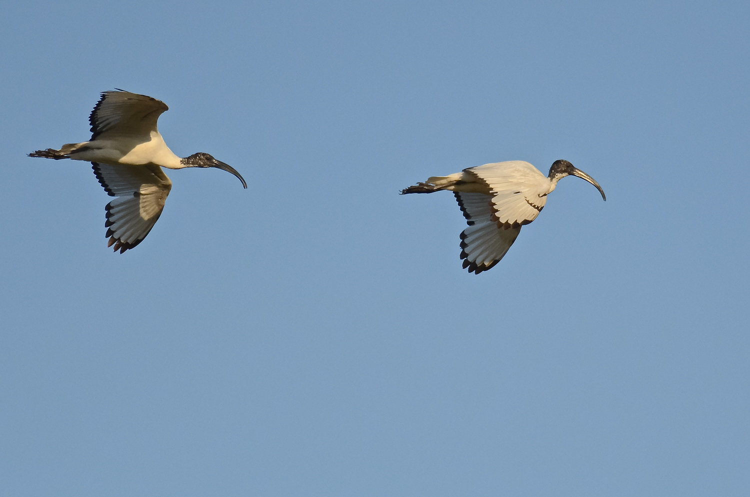 Ibis in volo