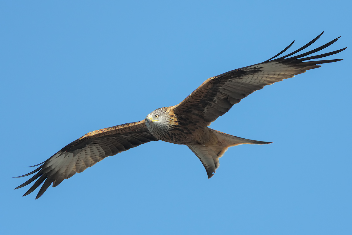 Nibbio reale (Milvus milvus)