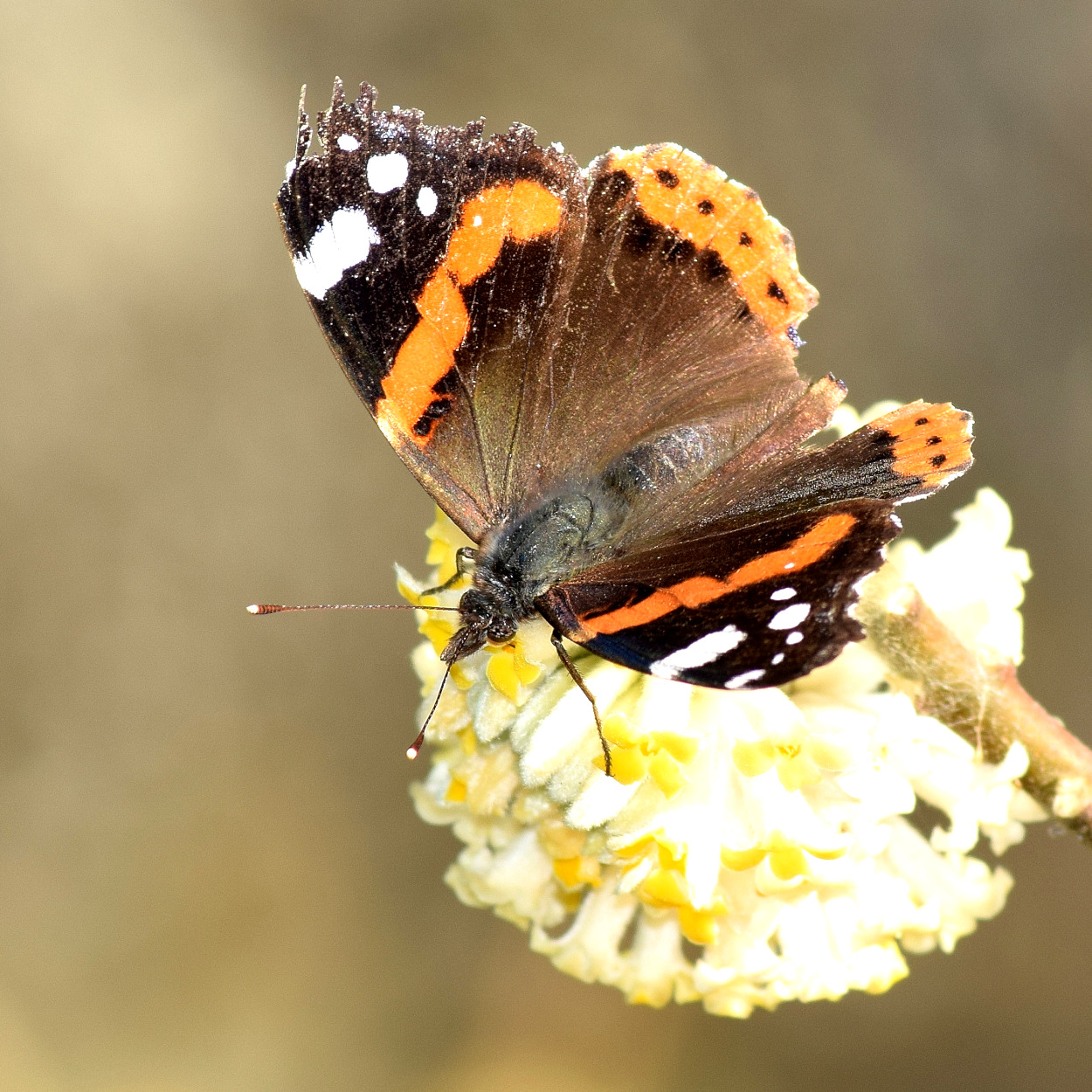 Vanessa Atalanta (2)