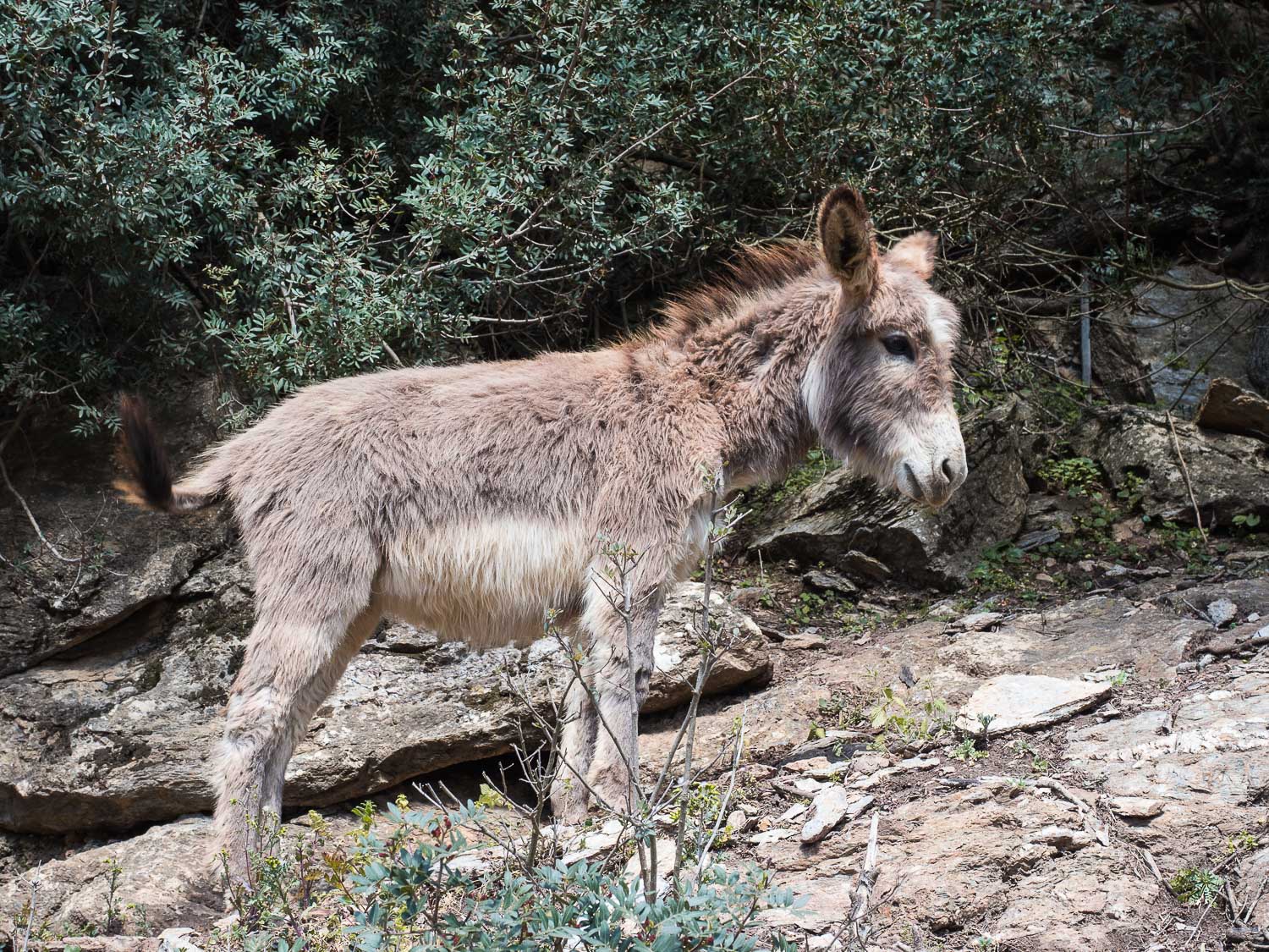 burriccheddu (ciuchino)