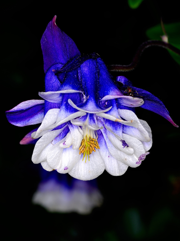 Aquilegia