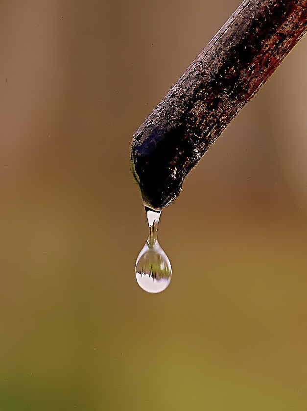 ***Lacrima di vite***