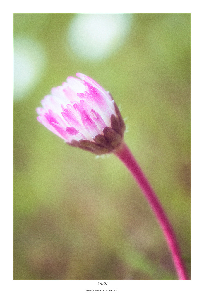 Profumo di primavera