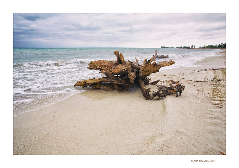 Strange creature....