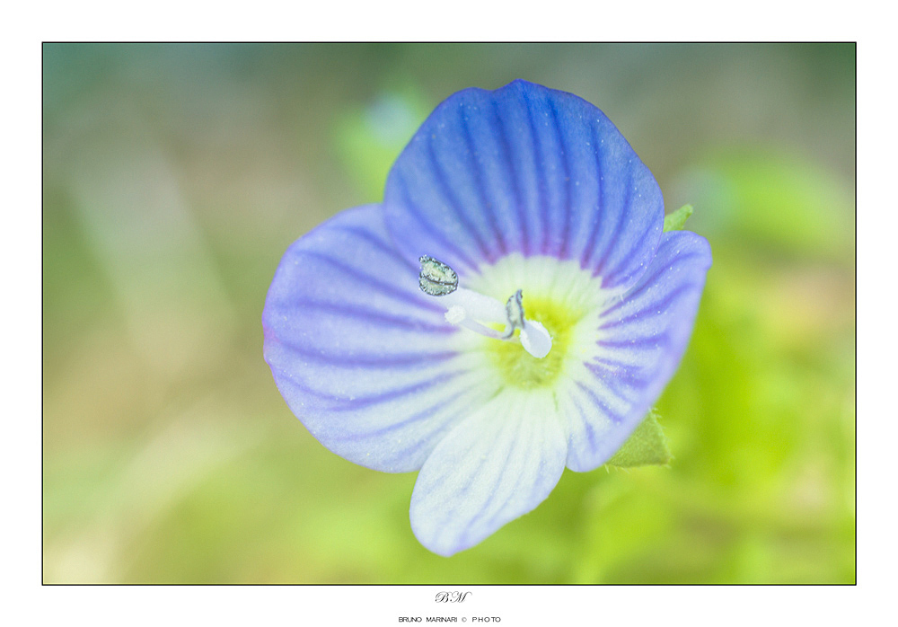 Pistillo a primavera