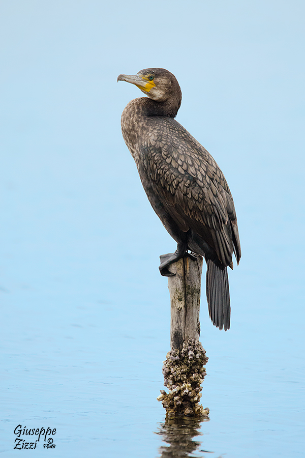 Cormorano