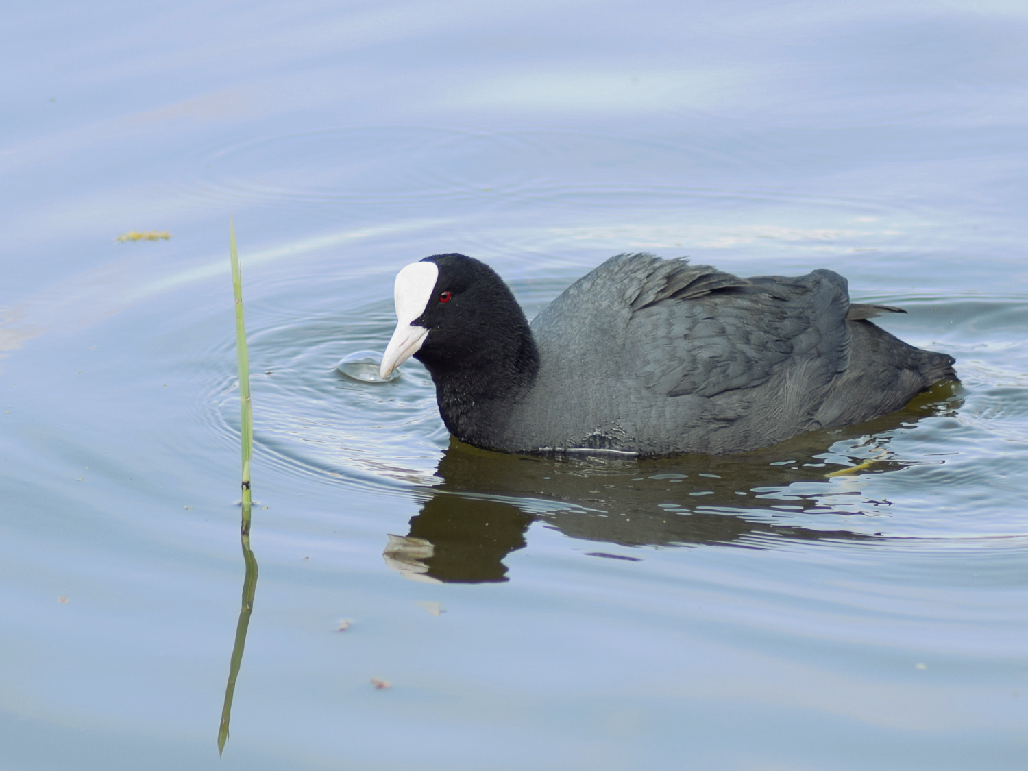 Folaga (Fulica atra)
