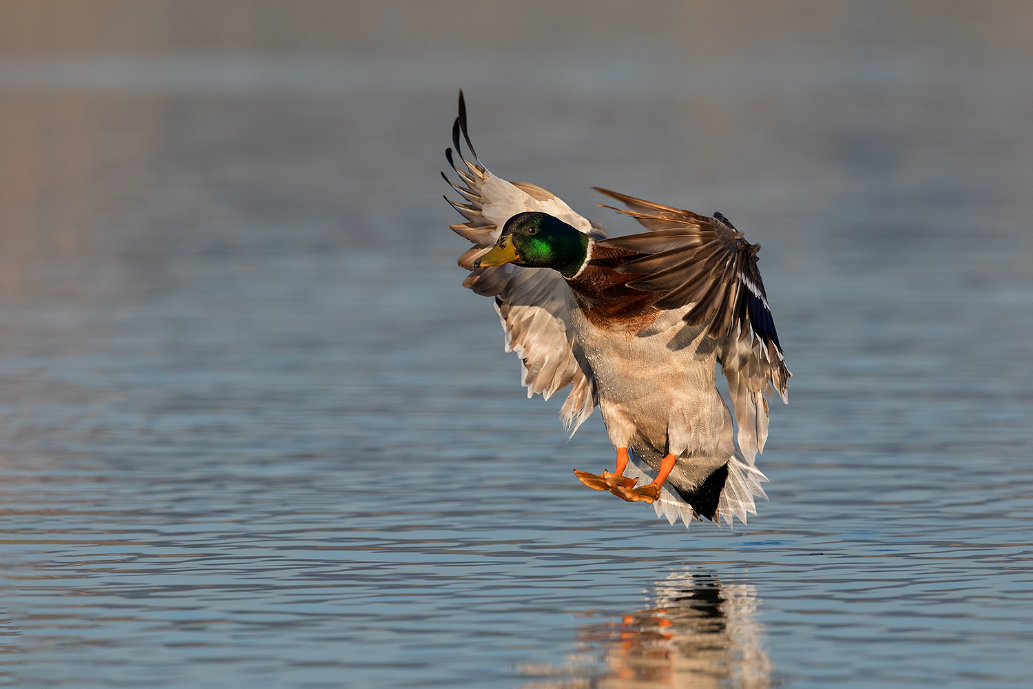 Eccomiiii (Germano Reale)