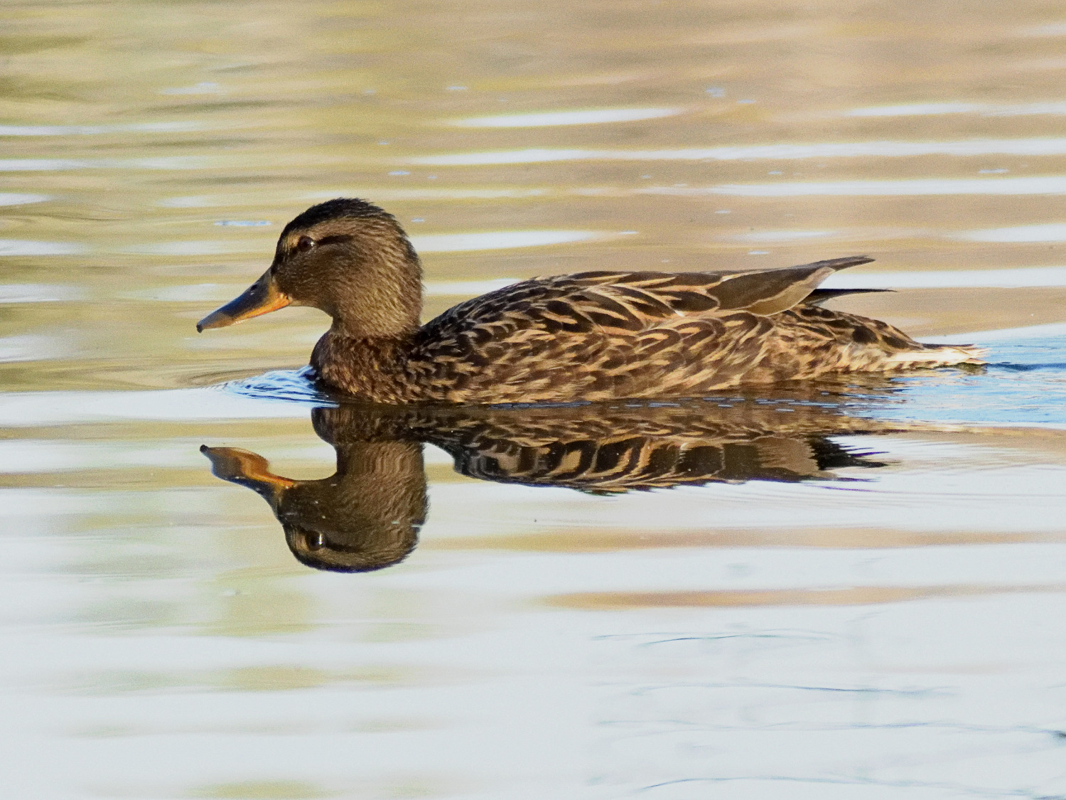 Germano reale femmina (Anas platyrhynchos)