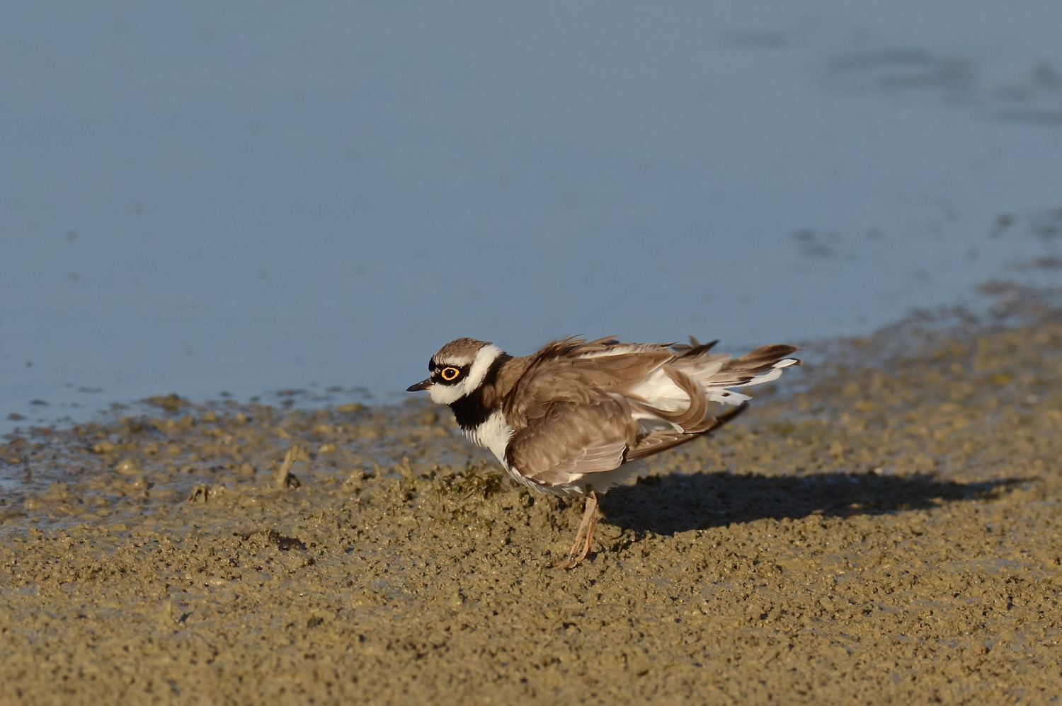 Corriere piccolo ingrifato