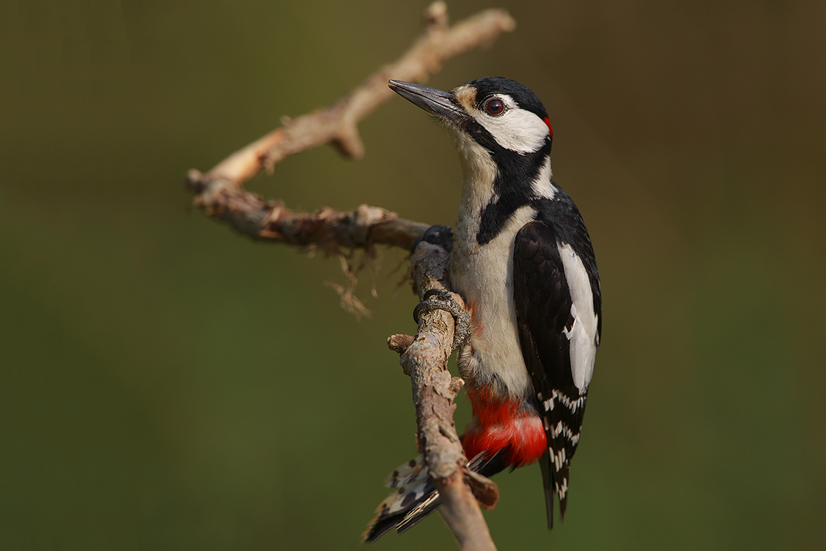 a tu per tu con ilrosso