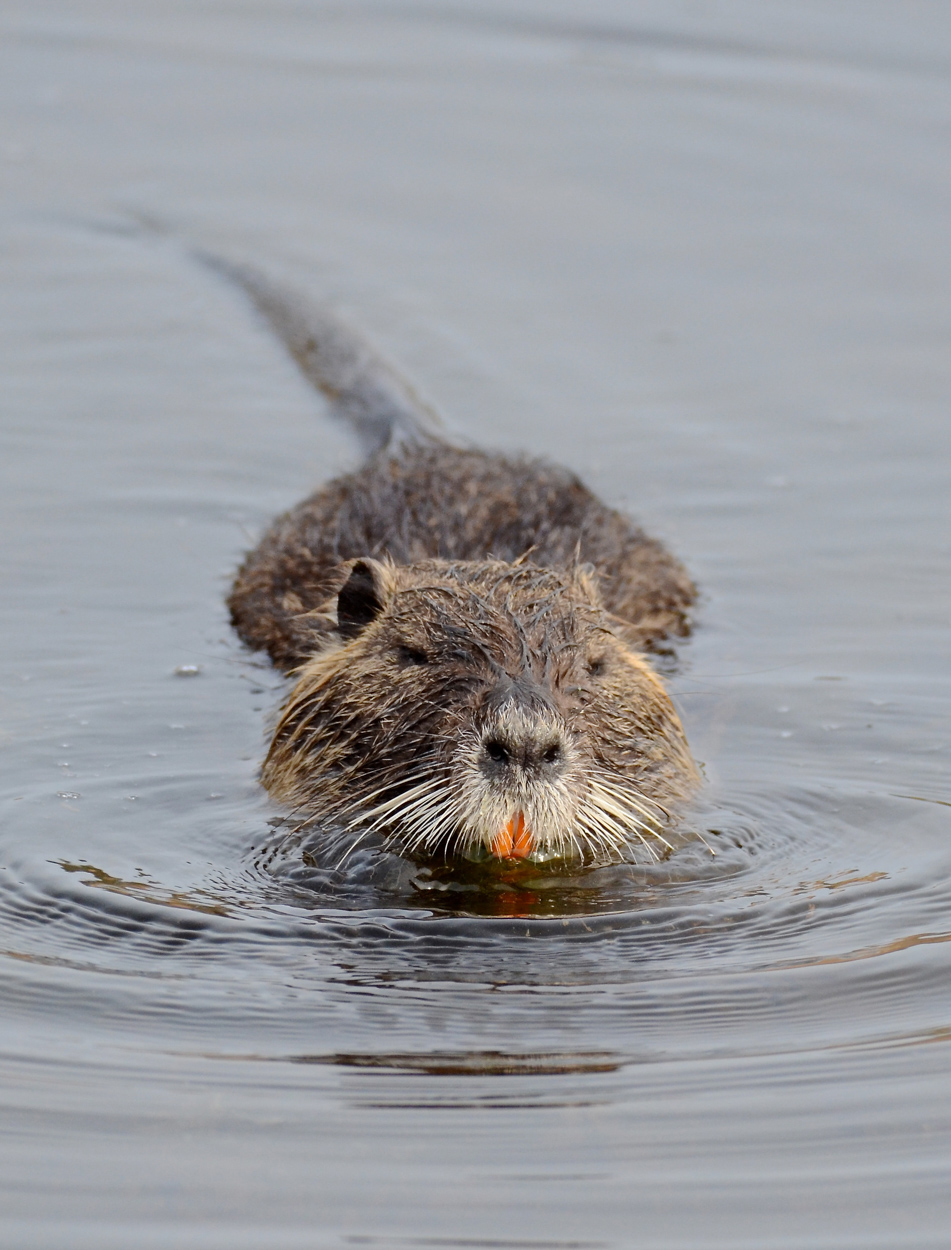 Nutria