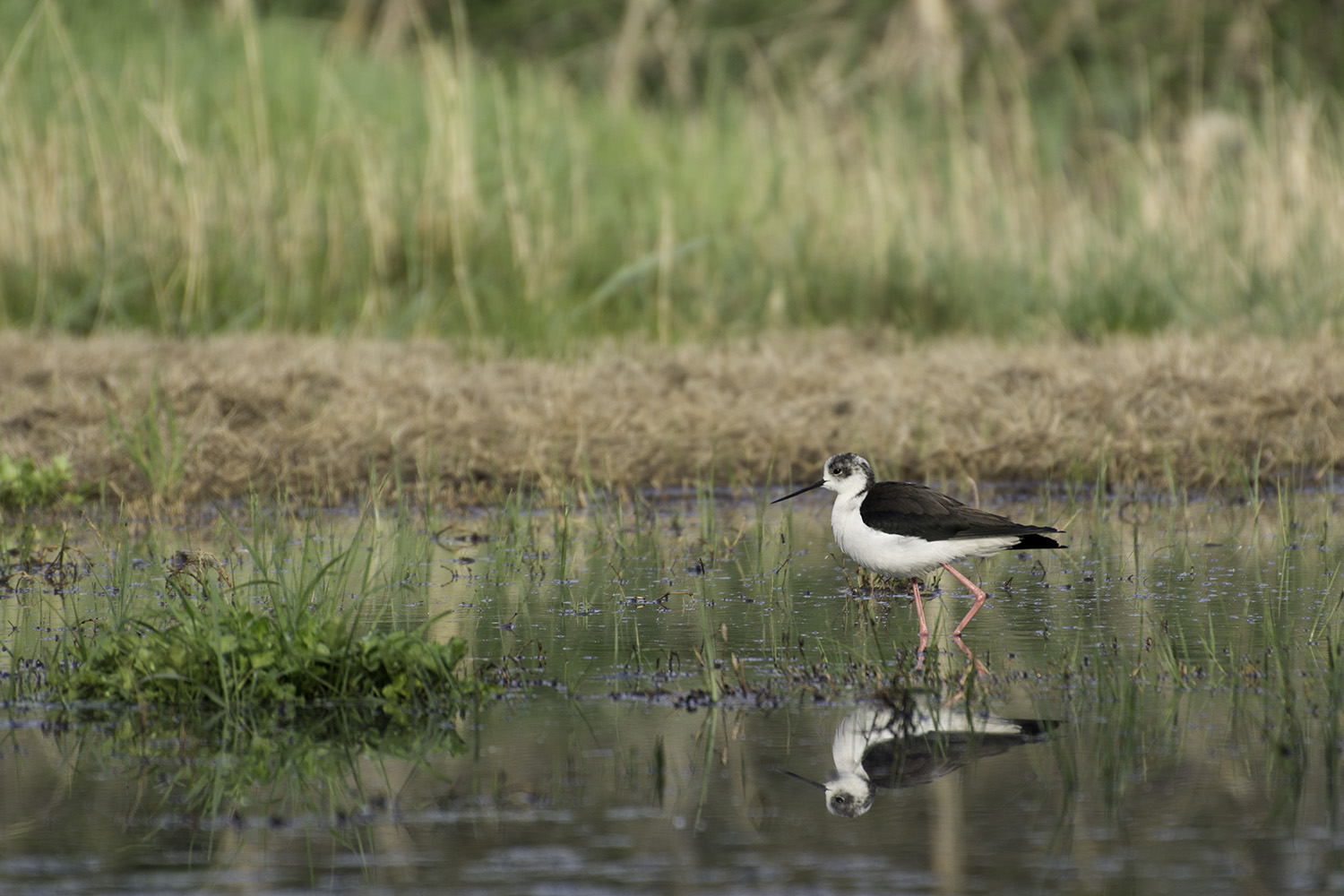 il mio primo cavaliere