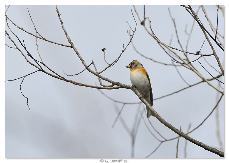Peppola - Fringilla Montifringilla