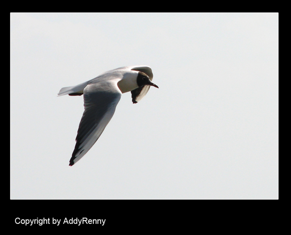 volo di gabbiano....