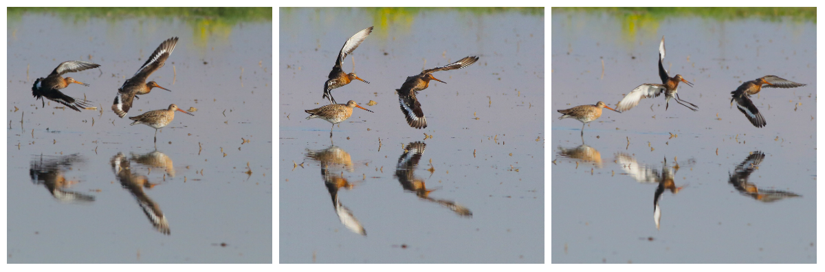 rielaborazione - sequenza