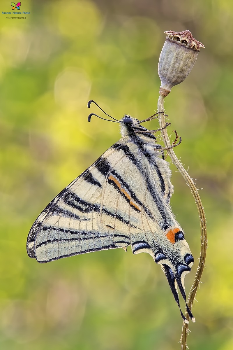 Un p� dalirio.....