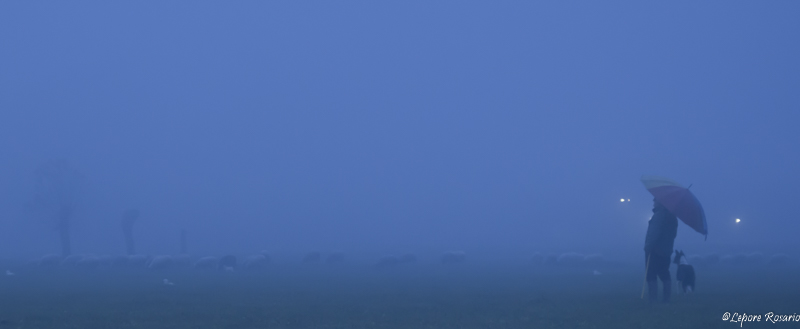 Il gregge e i pastori