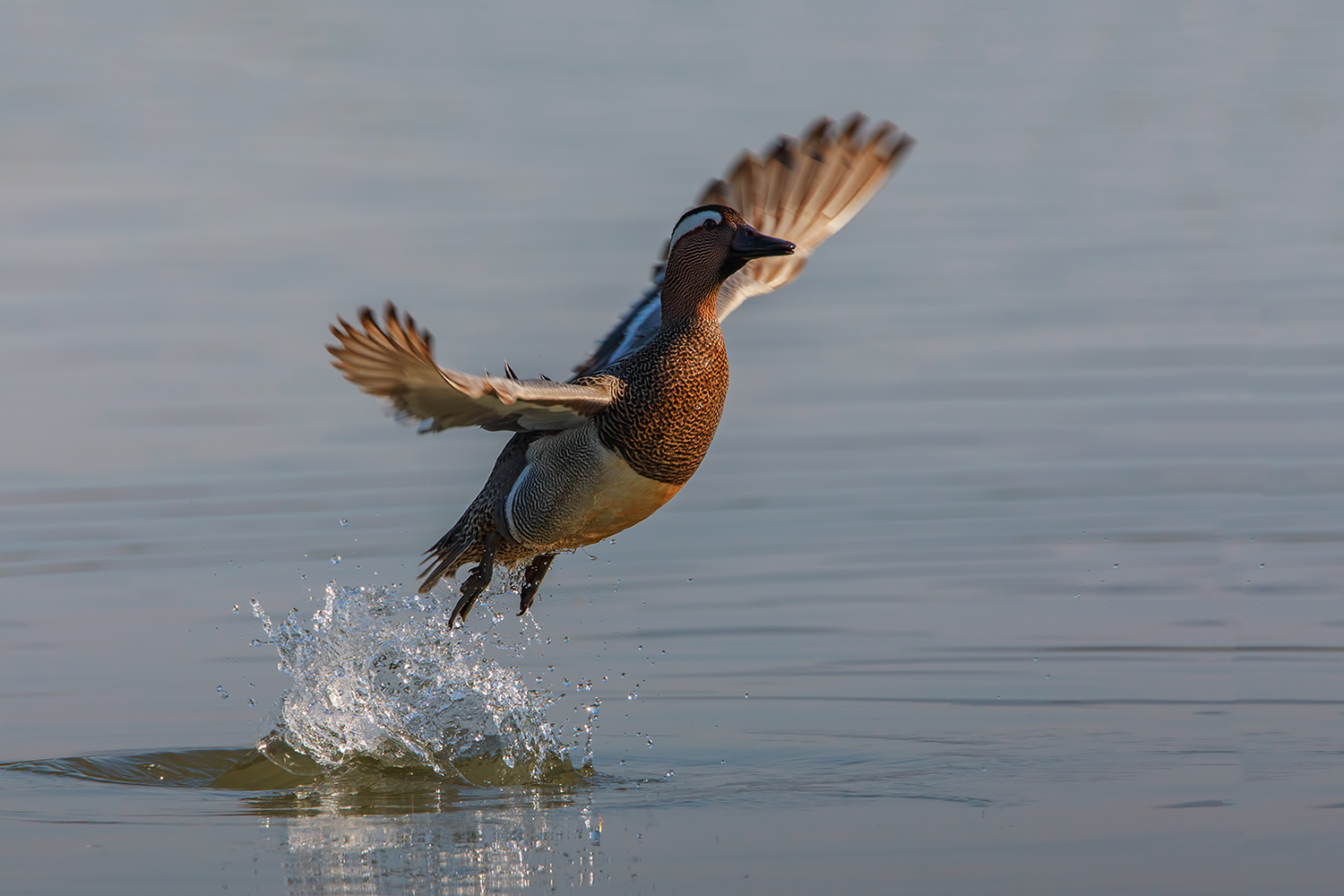 lo stacco della marzaiola