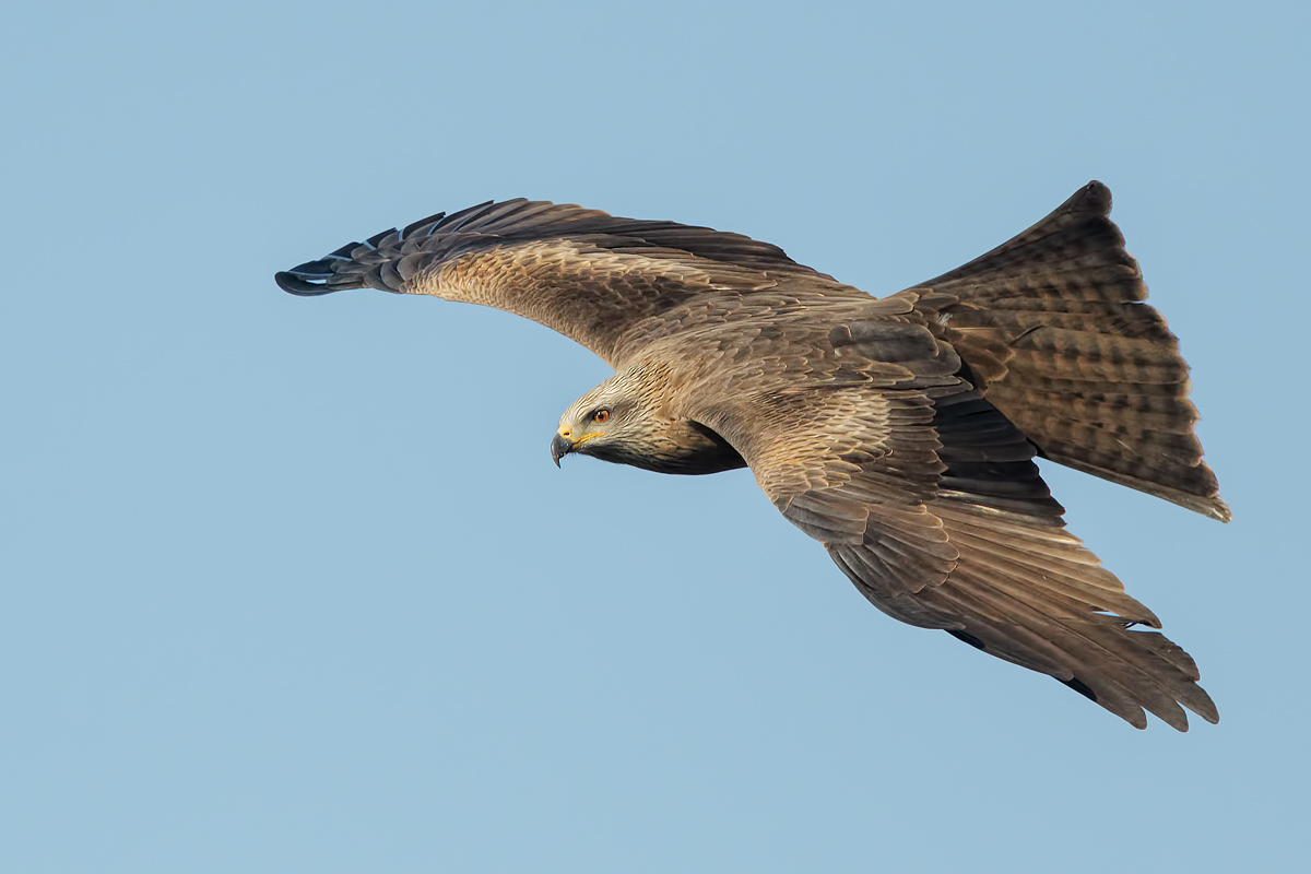 Nibbio bruno (Milvus migrans)