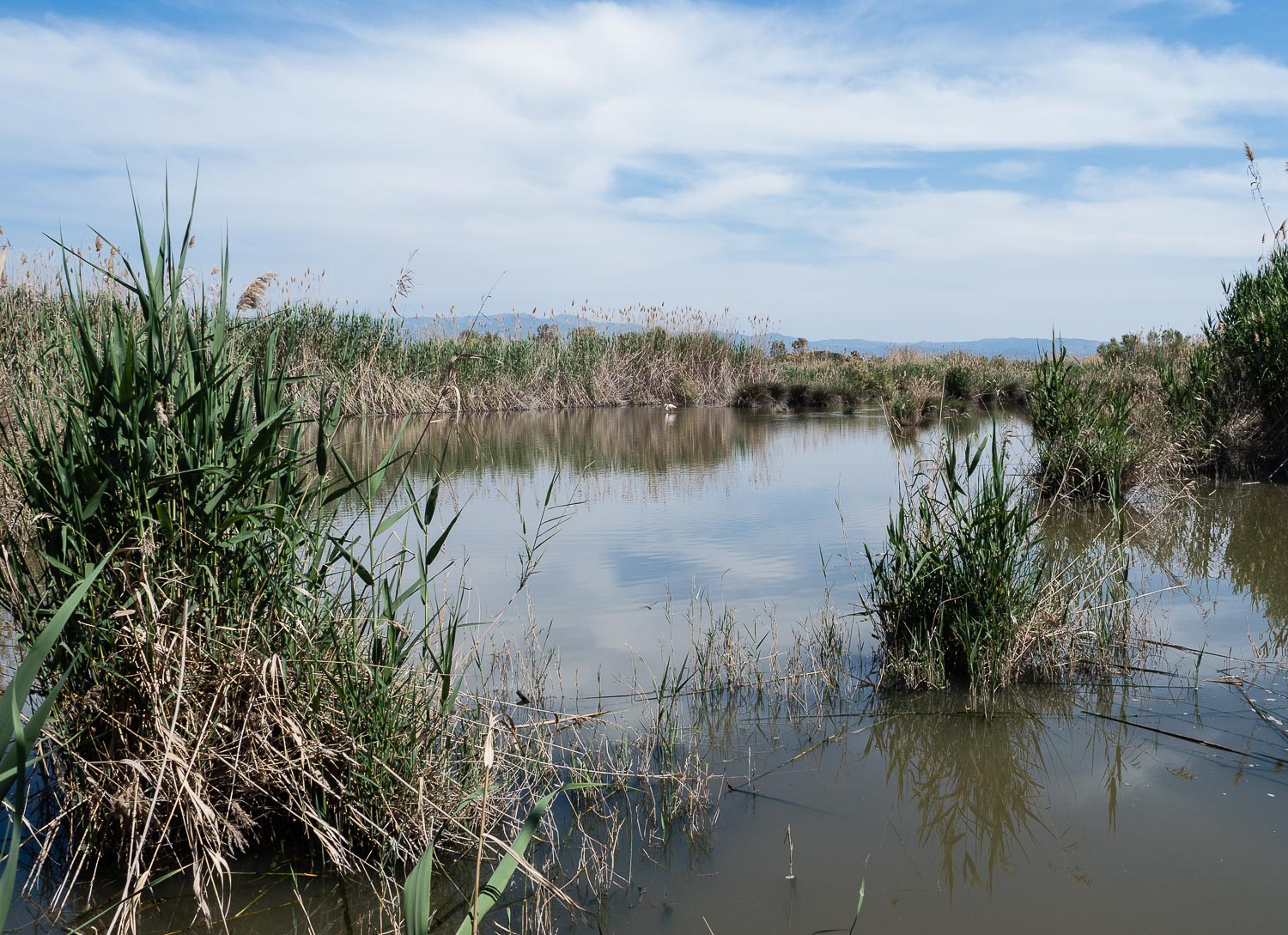 Stagno di Molentargius