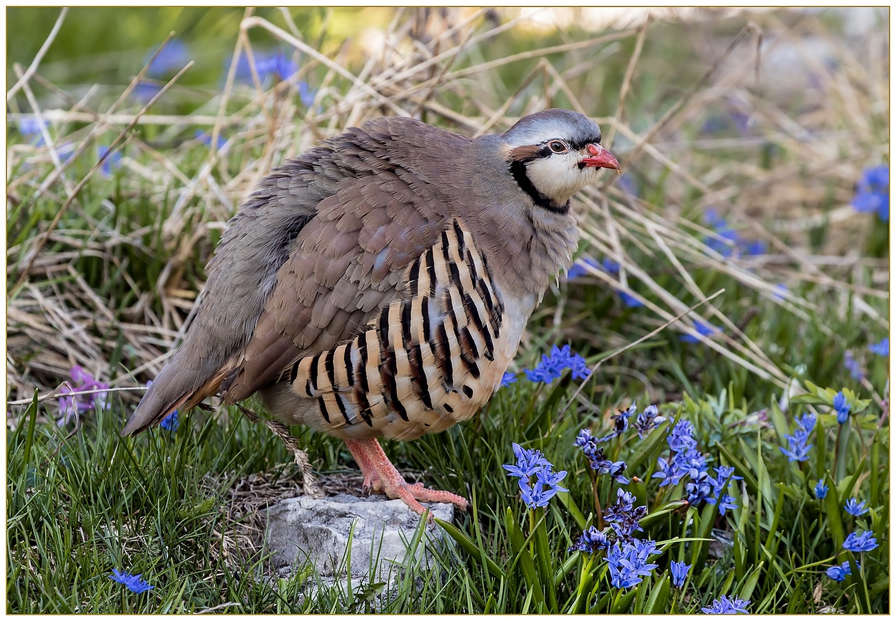 Coturnice tra i fiori di Scilla.