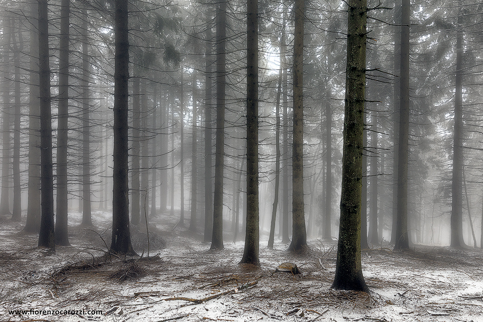 MISTY FOREST
