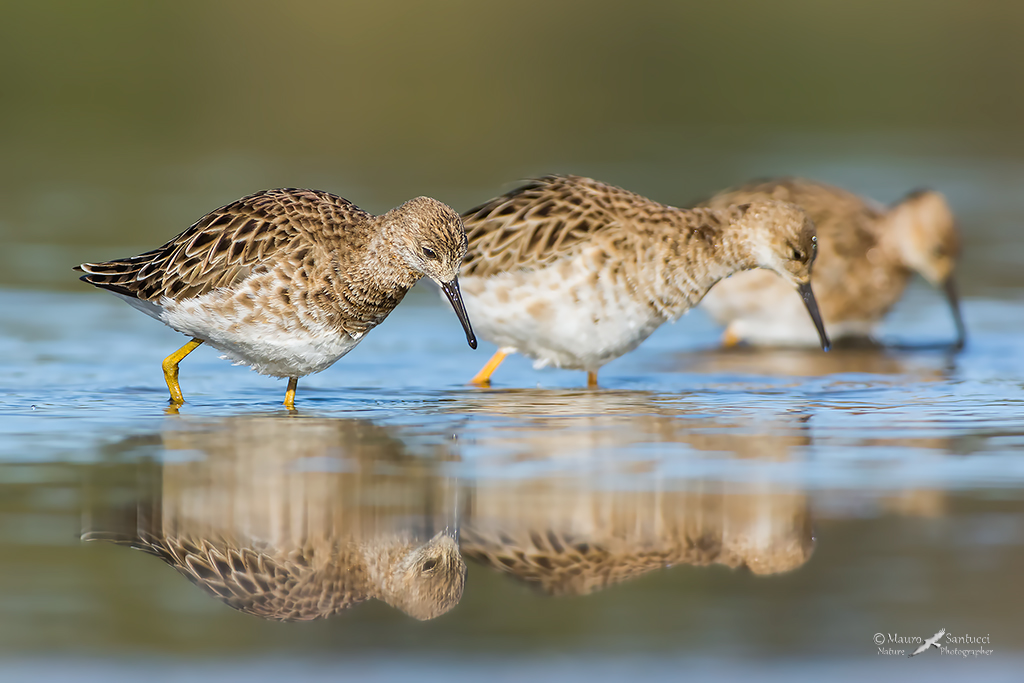 Combattenti in schieramento