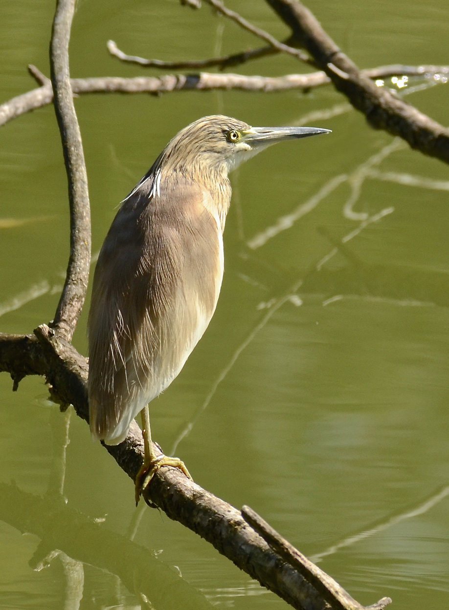 Sgarza monocromatica