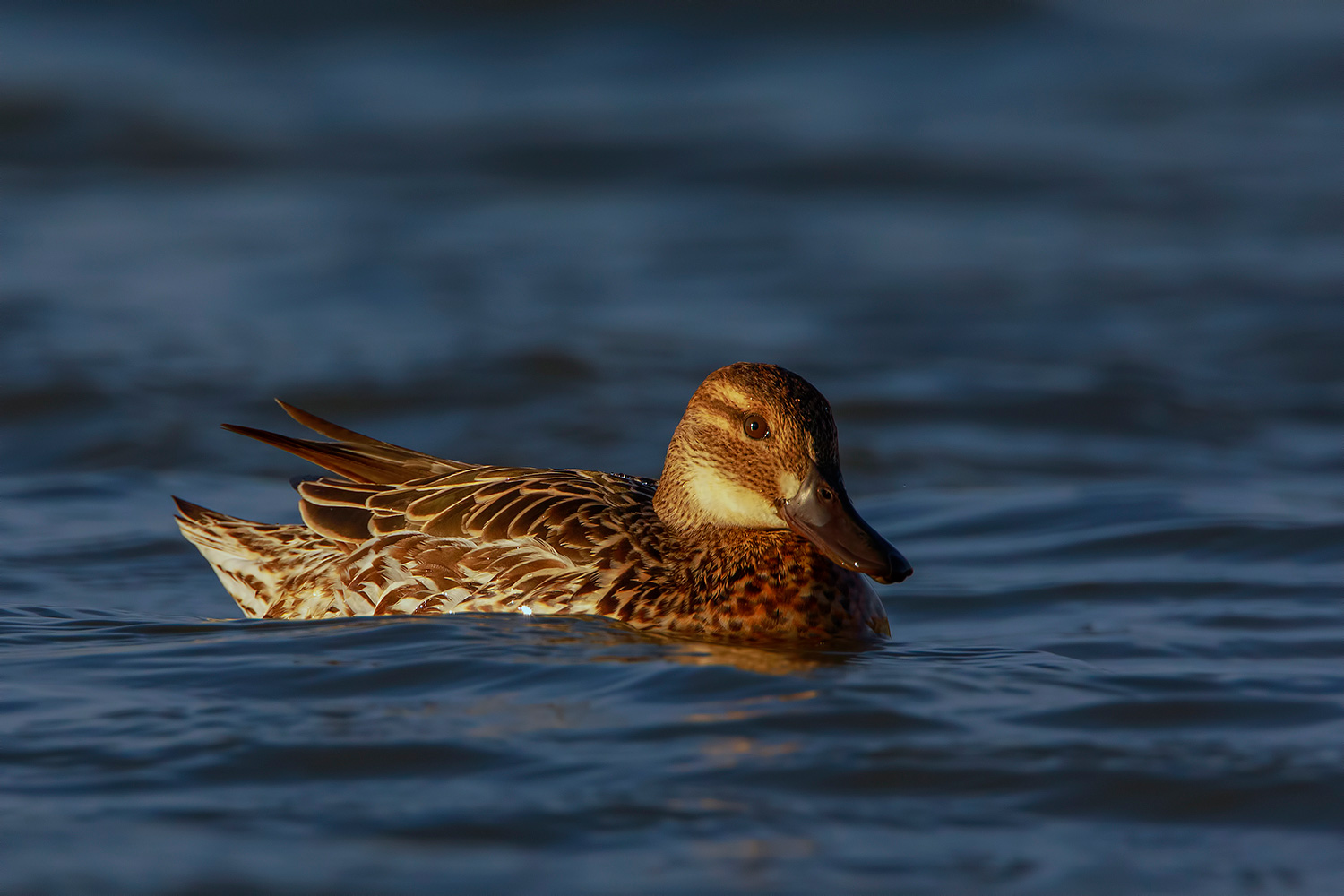 marzaiola femmina al calar del sole