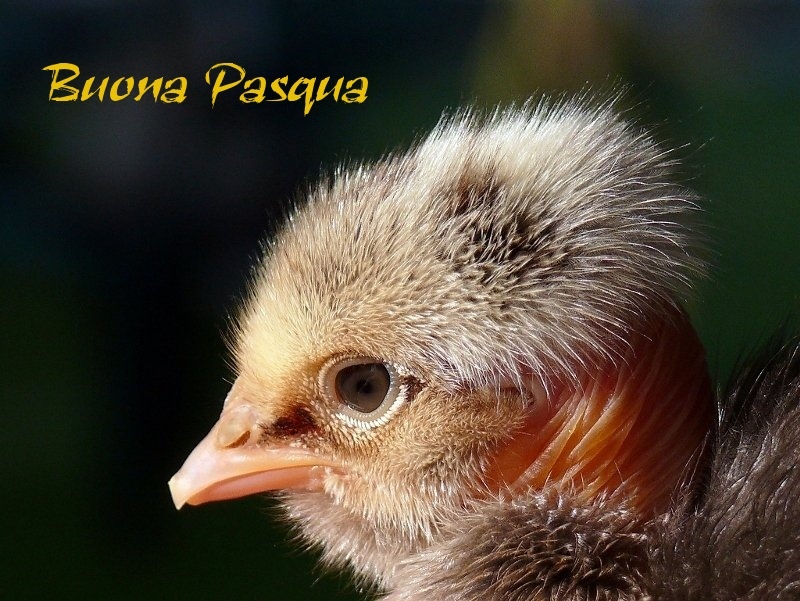 ***Buona Pasqua***