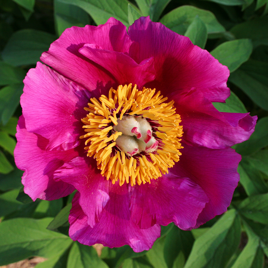 La Primavera belle ci fa