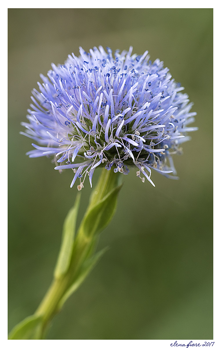 celeste - Monte Petrano 2017