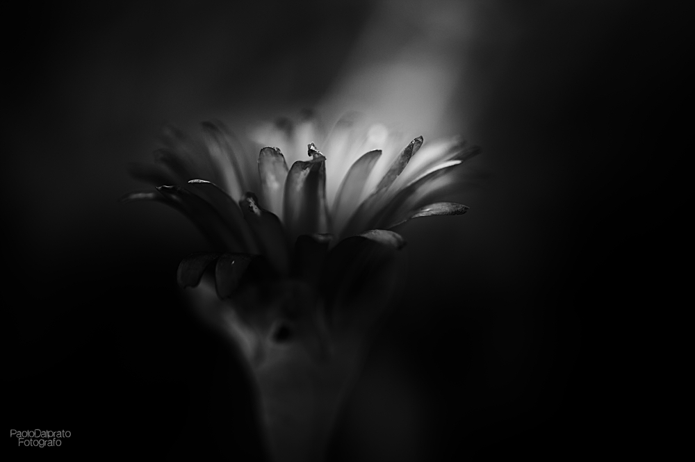 Non faccio foto di fiori