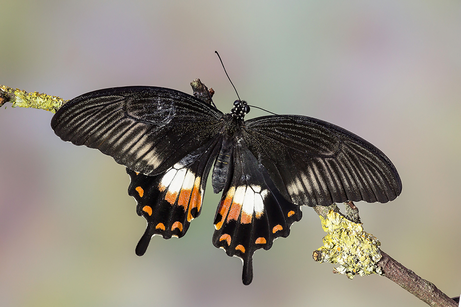 Papilio polytes