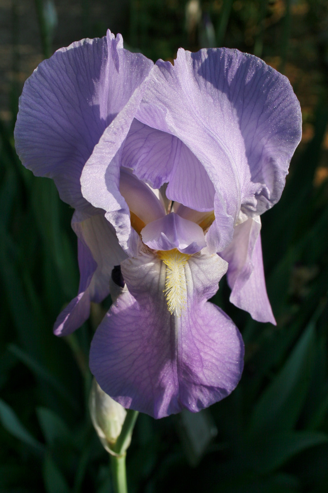 La Primavera belle ci fa