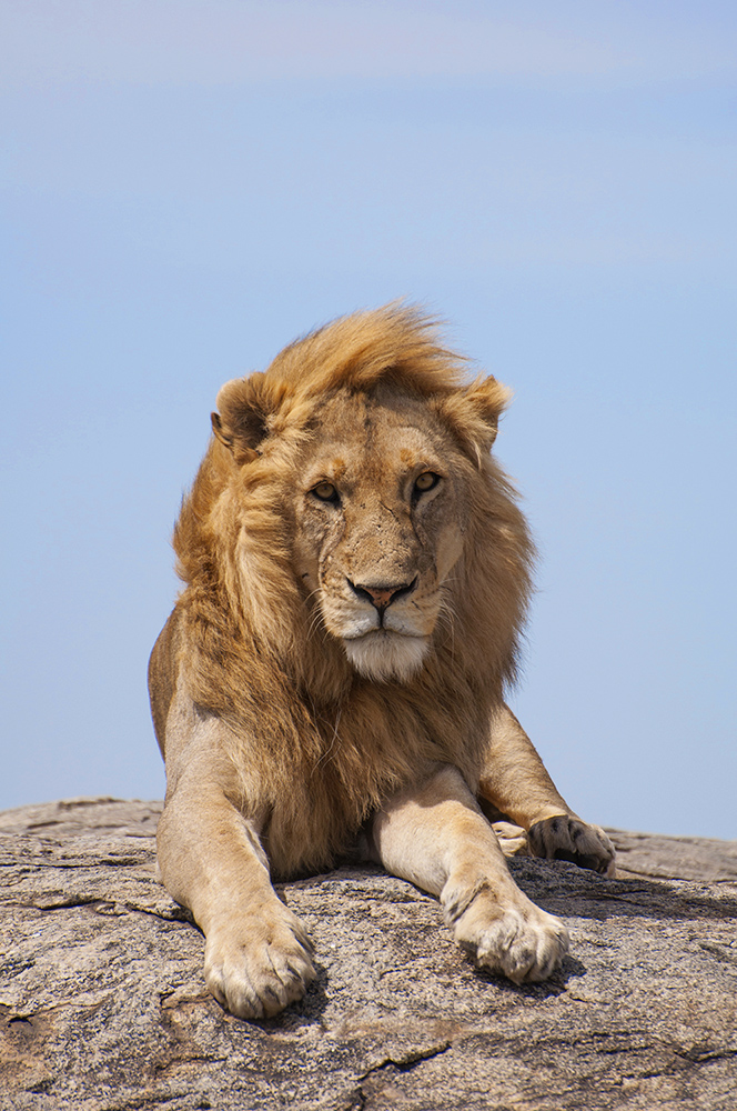 The King (panthera leo)